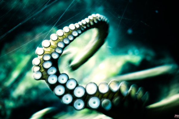 Kraken актуальные зеркала krakentor site