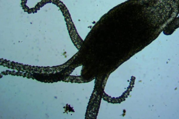 Kraken at17
